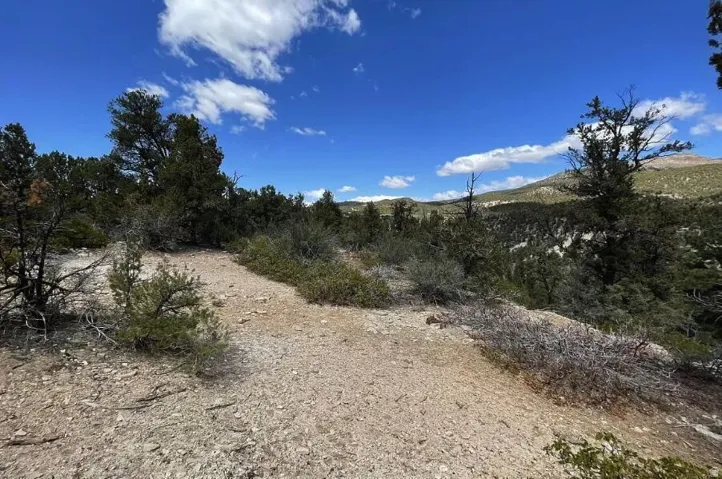 Expansive natural terrain featuring sparse vegetation, native trees, and distant mountain ranges under a clear sky