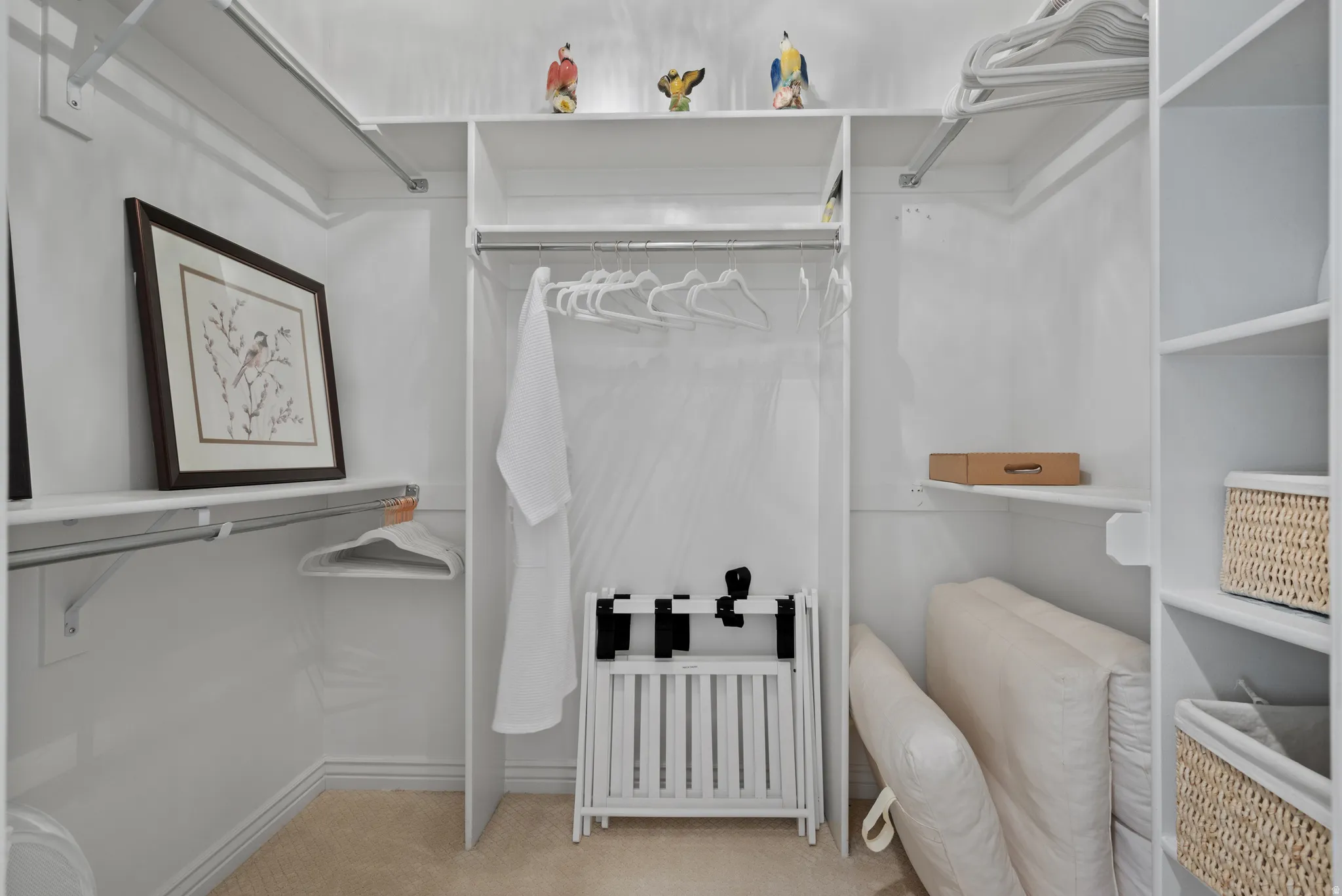 Walk-in closet featuring white built-in shelving, multiple hanging rods, and carpet flooring