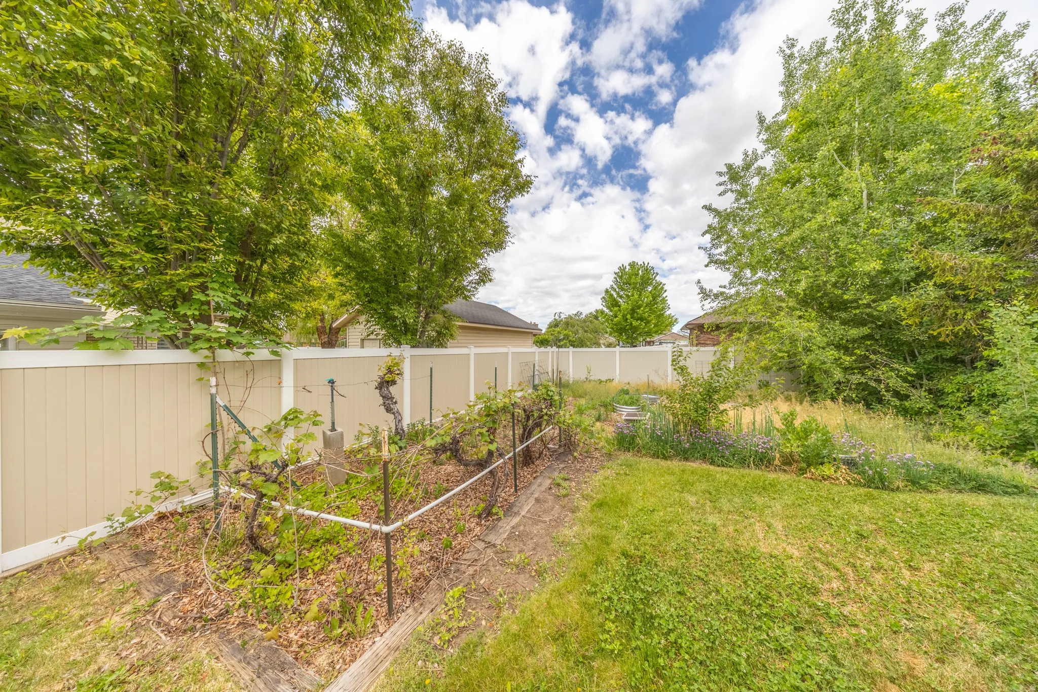 Garden area and grapevines with dedicated sprinklers.