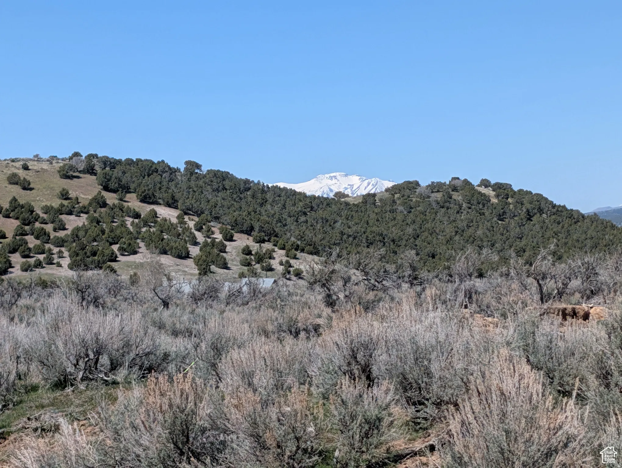 View of mountain backdrop with a forest