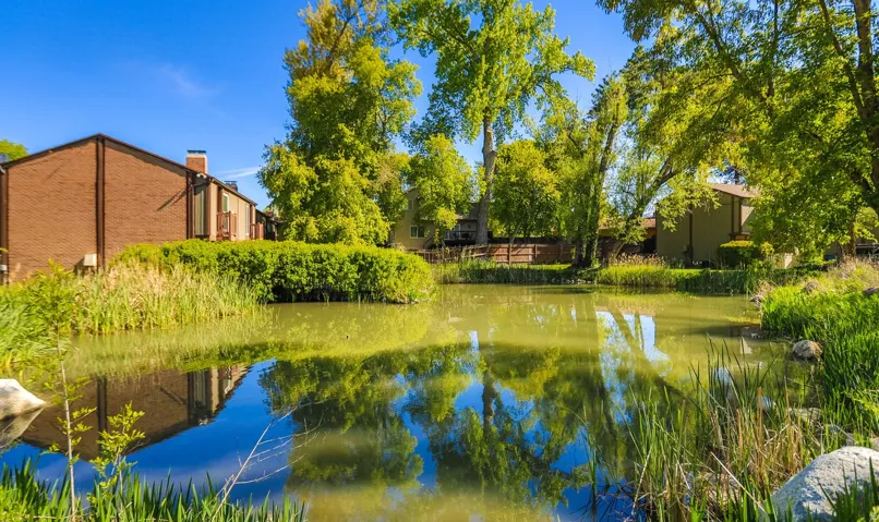 Pond feature surrounded by lush greenery and mature trees