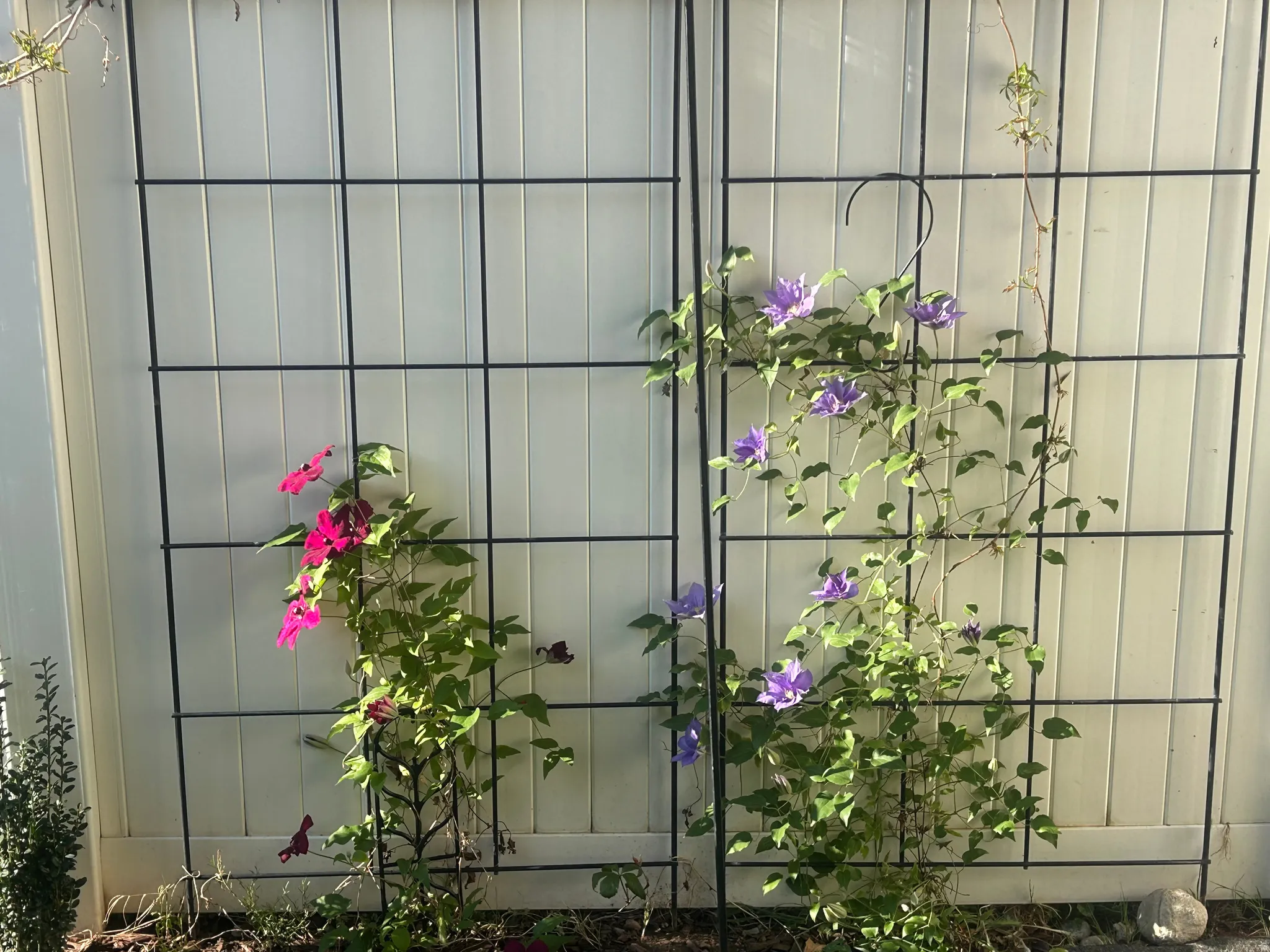 Garden trellises featuring vibrant climbing plants against a privacy fence