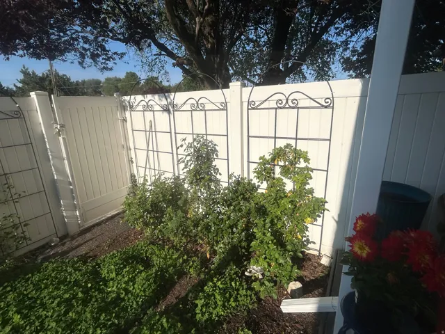 White privacy fencing with decorative black metal trellises and lush plantings of climbing roses