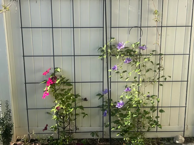 Garden trellises featuring vibrant climbing plants against a privacy fence