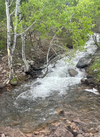 Natural stream featuring flowing water and surrounding foliage