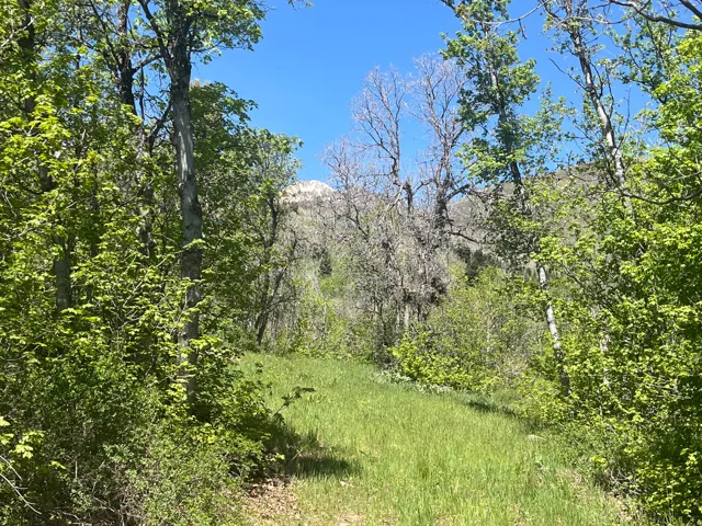 466 N Oakwood Dr, Springville, Utah 84663