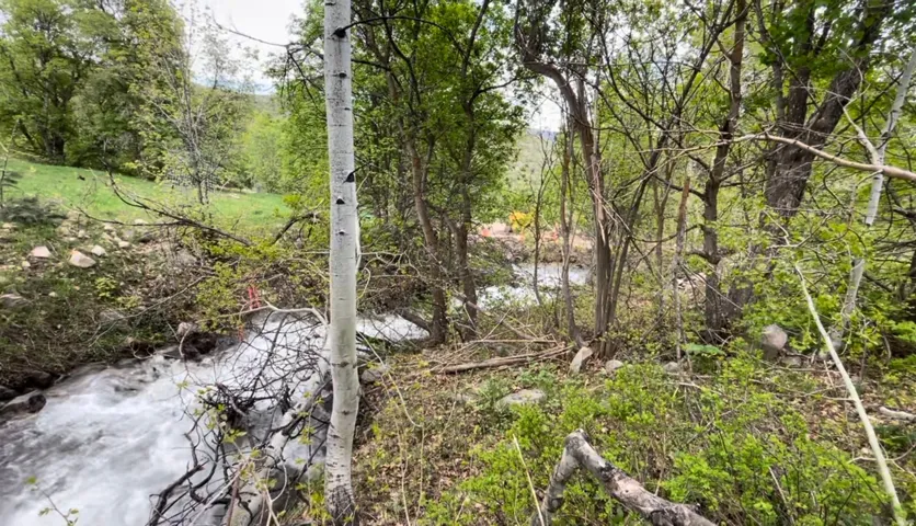 Lush natural landscape with mature trees and dense foliage