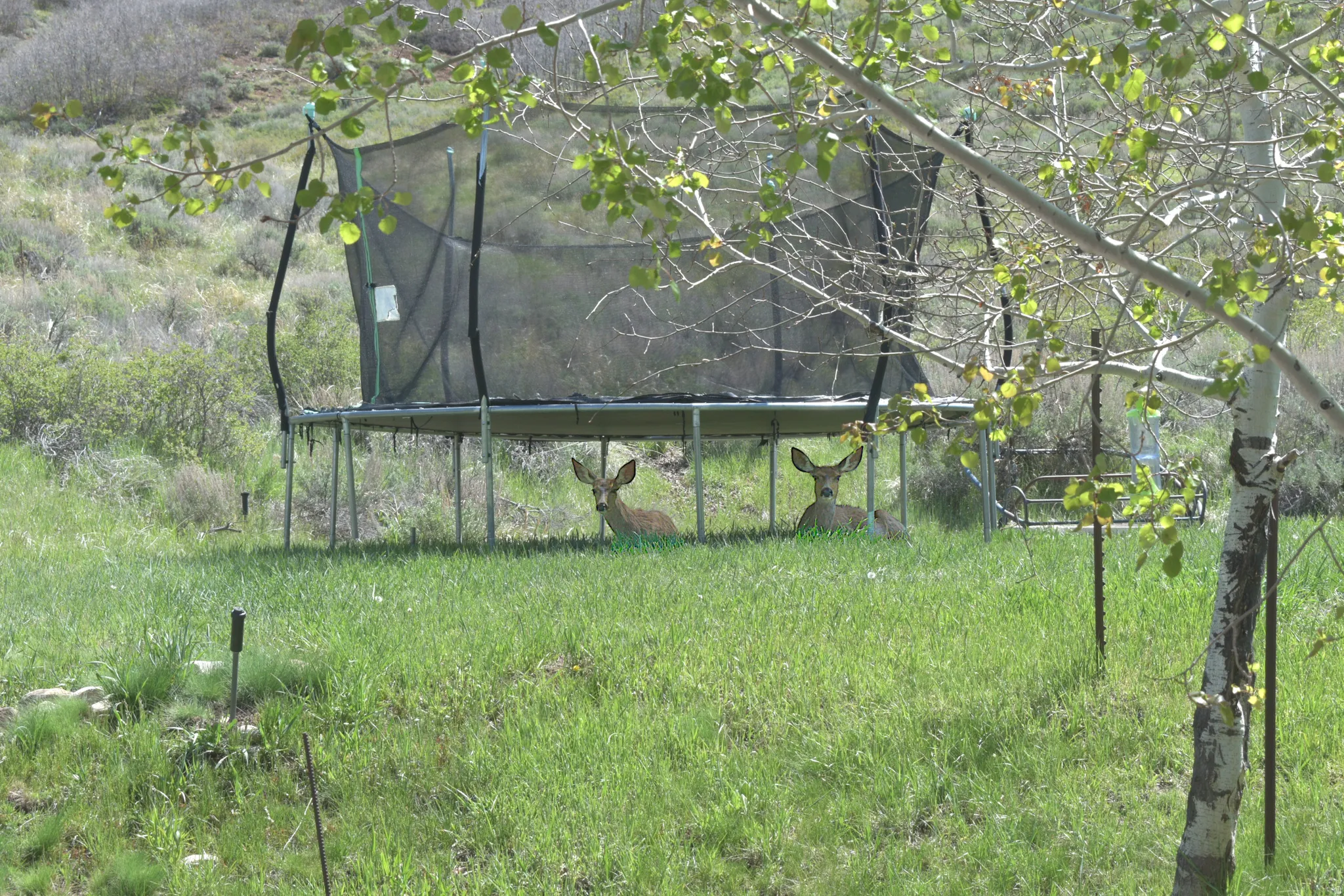 Deer lounging under trampoline