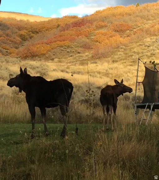 Moose chilling by trampoline
