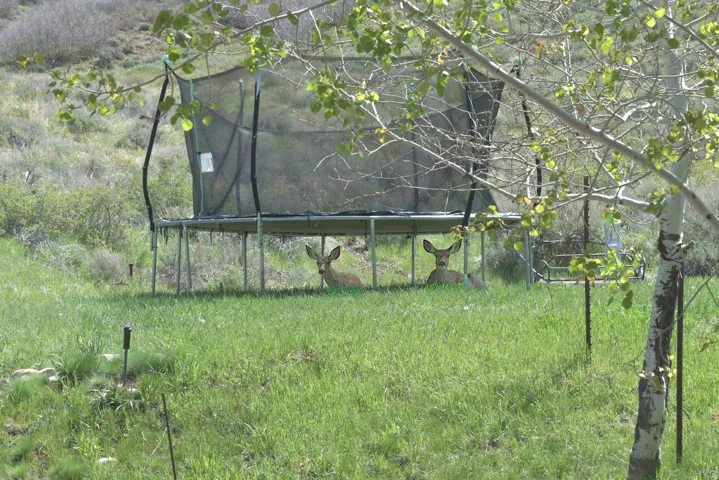 Deer lounging under trampoline