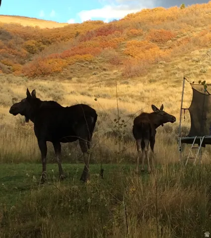 Moose chilling by trampoline
