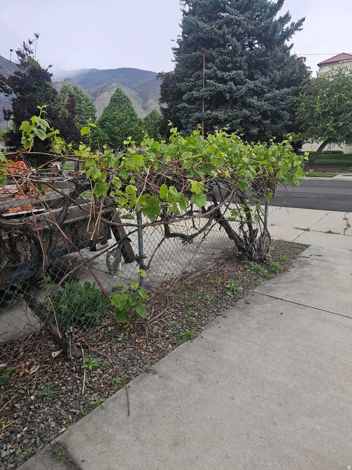 Chain-link fence with established green vines