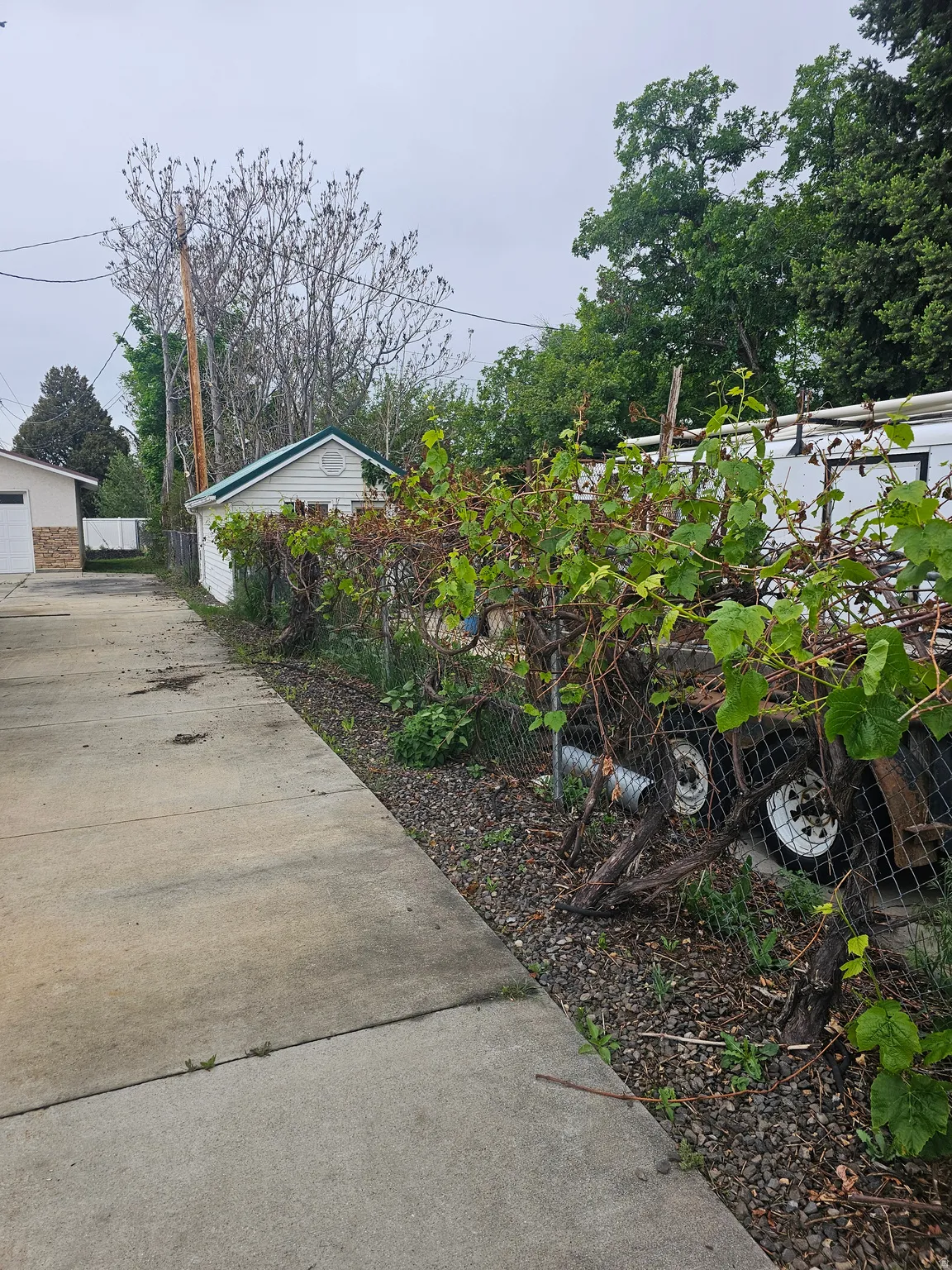 Concrete driveway bordered by a gravel bed with established climbing plants