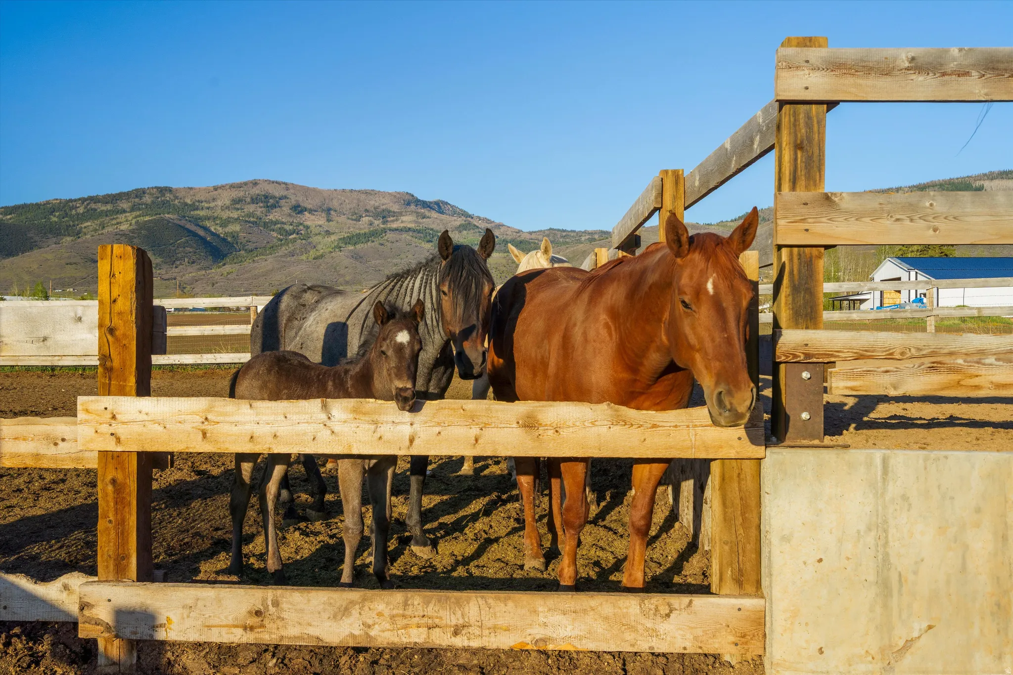 Wood-fencing framing a dirt paddock, with mountains visible in the background