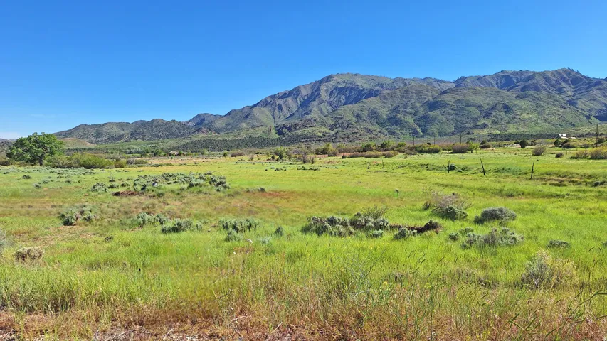 Expansive green landscape featuring varied grasses and low-lying shrubs