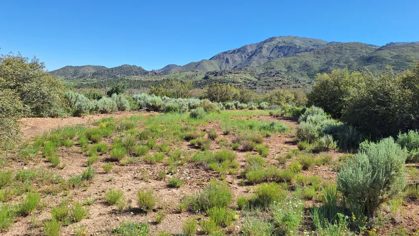 Expansive natural landscape with varied shrubbery and visible mountain range