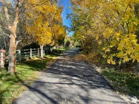 Paved driveway bordered by mature trees with vibrant yellow foliage and a rustic split-rail fence