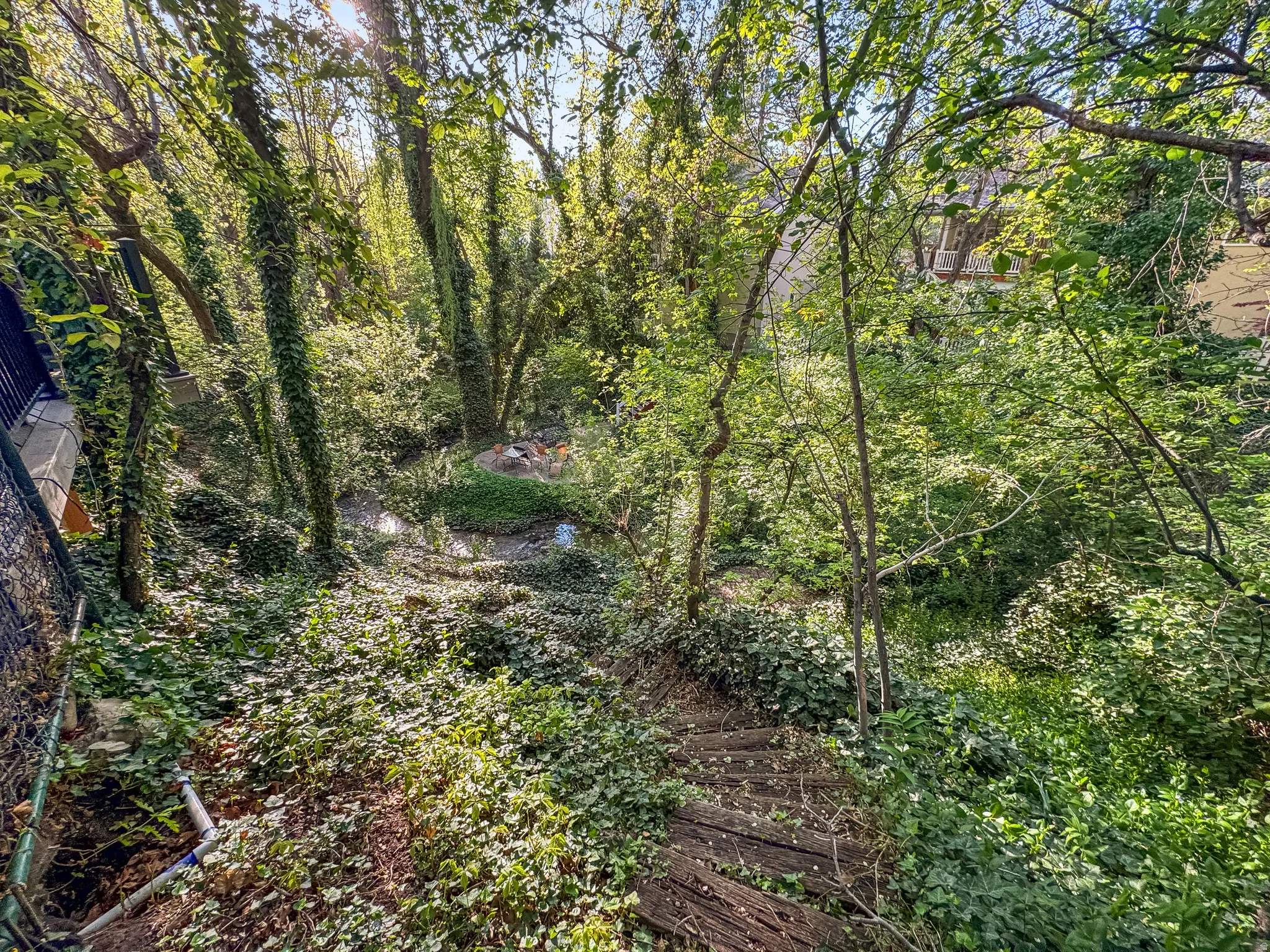 Woodland setting featuring mature trees and lush ground cover