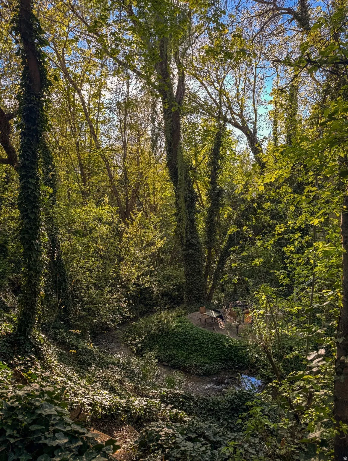 Natural landscape featuring mature trees, abundant foliage, and a small stream