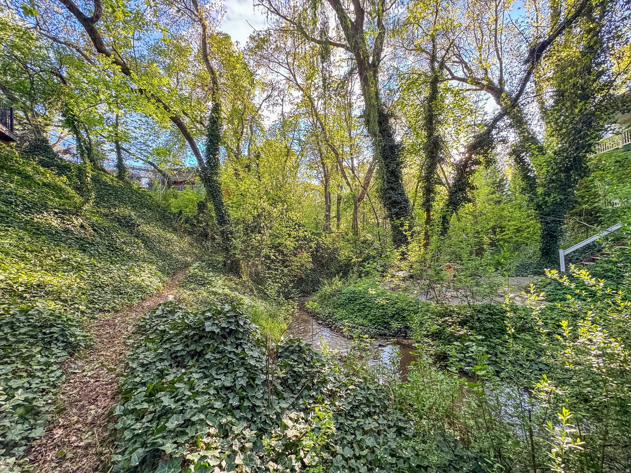 Natural creekbed surrounded by abundant foliage and mature trees