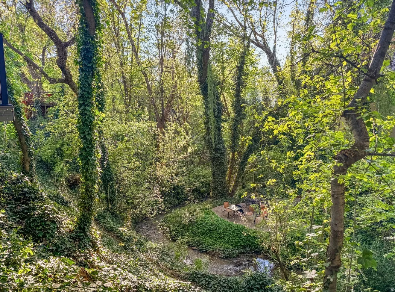 Wooded natural landscape featuring a stream, mature trees, and lush ground cover