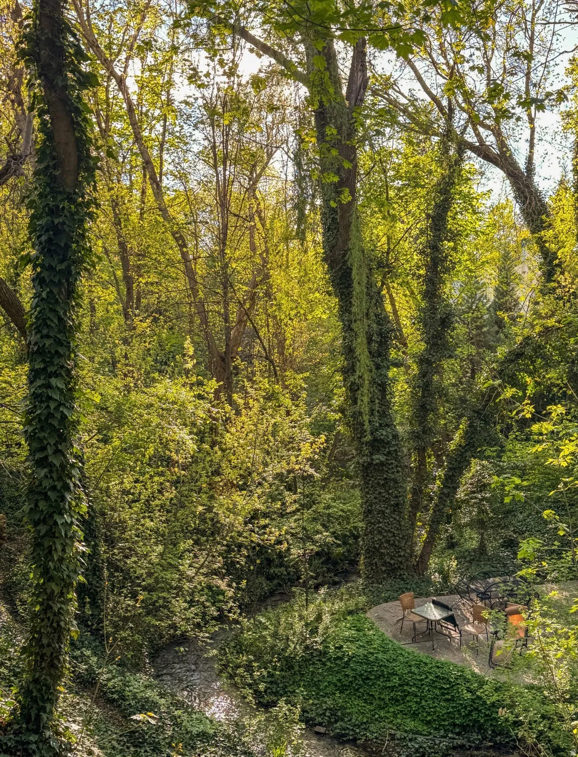 Lush natural landscaping with mature trees and dense foliage