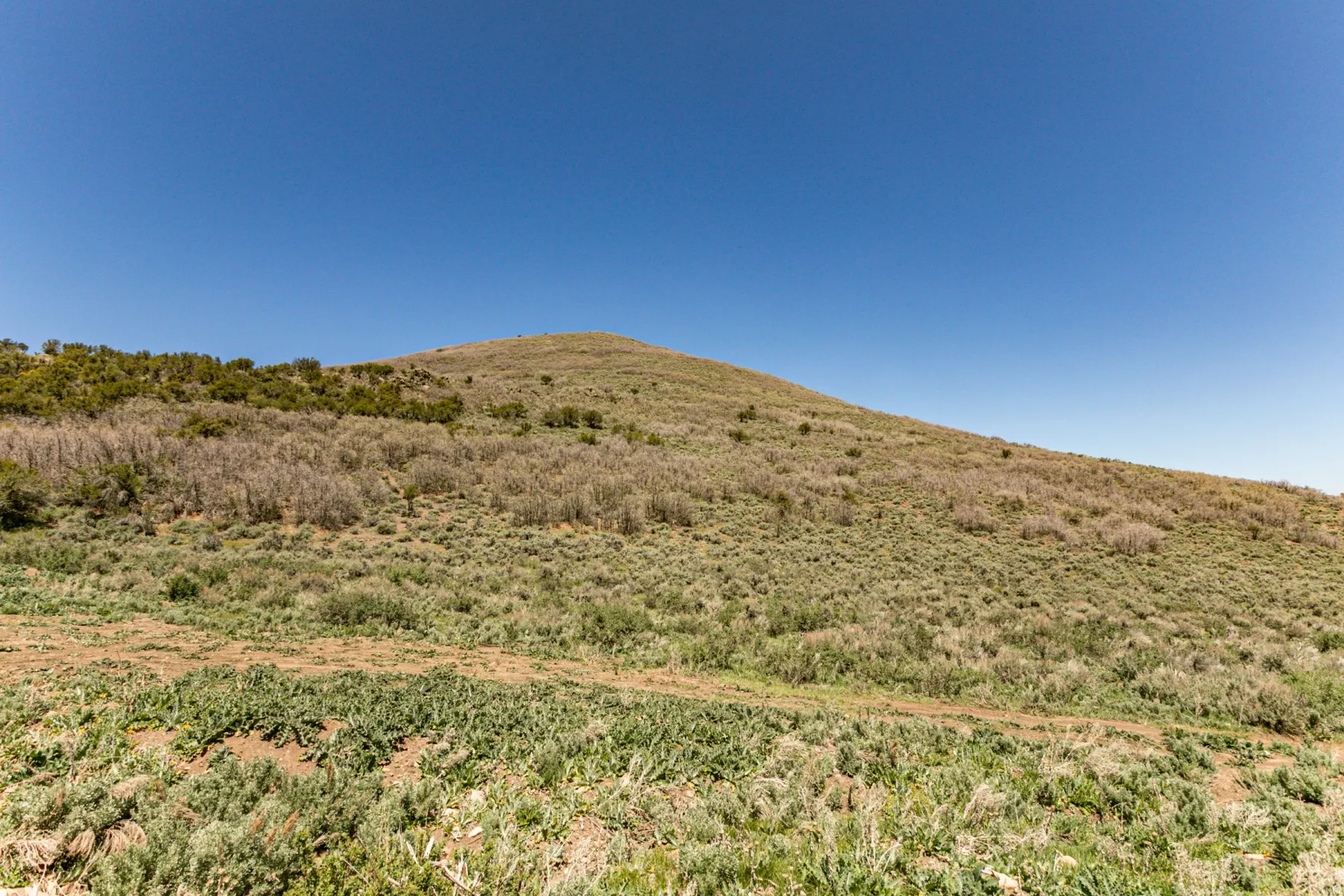 Expansive hillside property featuring diverse native vegetation and a clear blue sky overhead