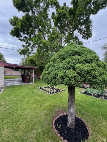 Expansive rear yard featuring a manicured lawn, established landscaping, decorative planting beds, mature shade trees, and a covered patio area