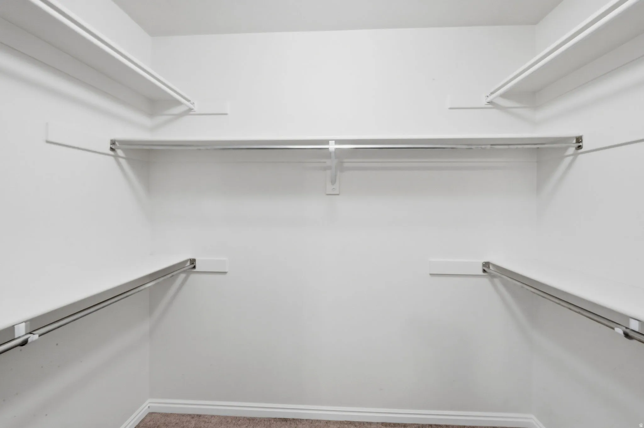 Walk-in closet featuring white painted walls, white shelving, polished chrome hanging rods, and carpet flooring