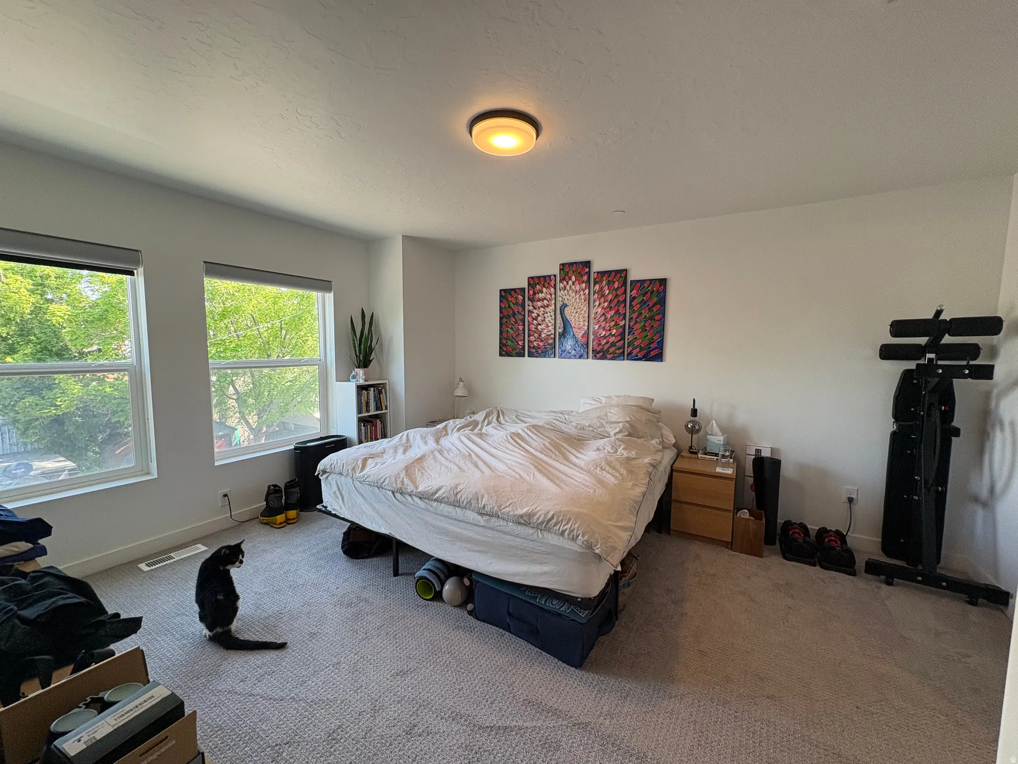 Carpeted room featuring dual windows with roller shades, a ceiling-mounted light fixture, and a built-in bookshelf
