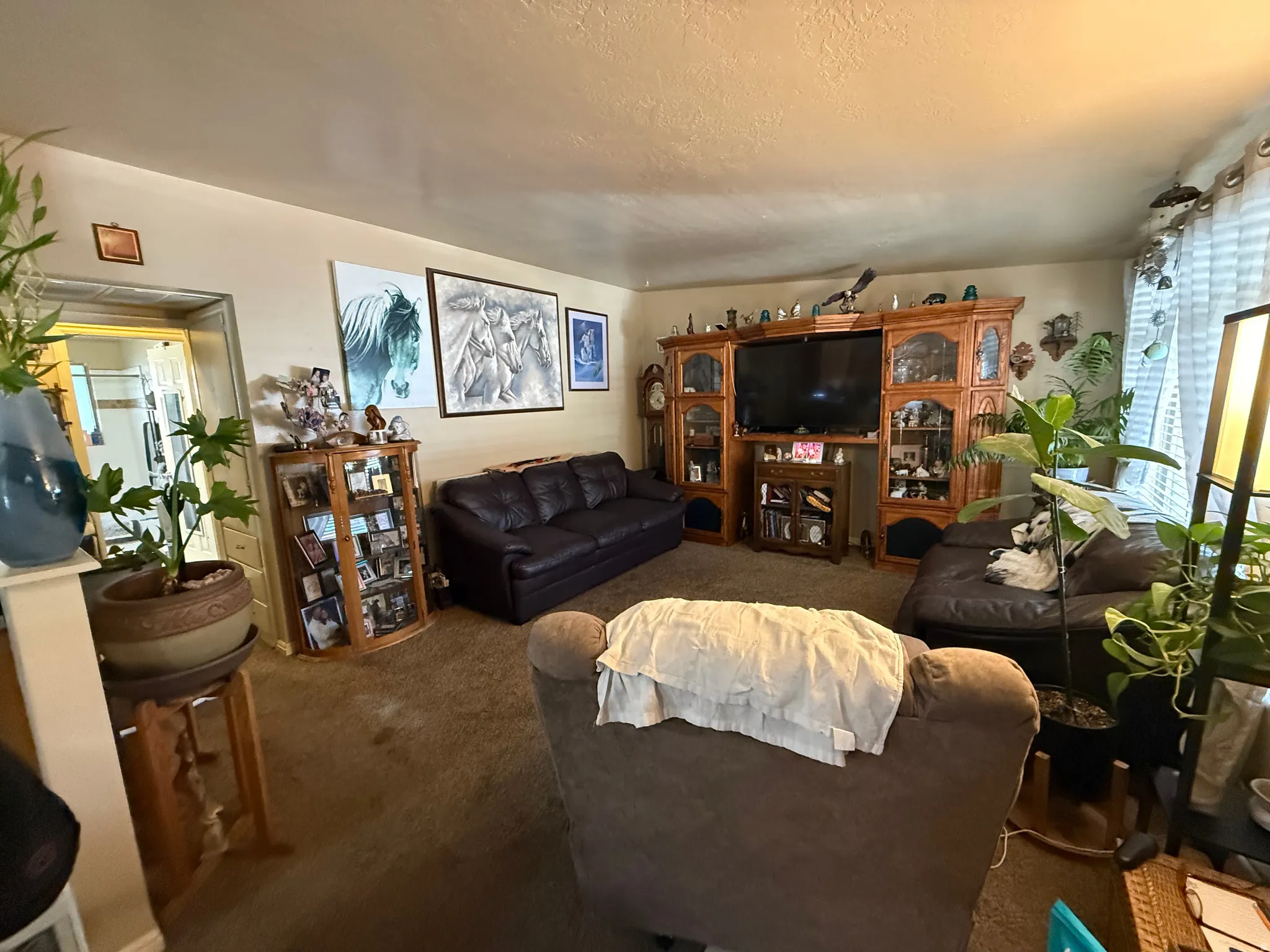 Carpeted living area with light-toned walls