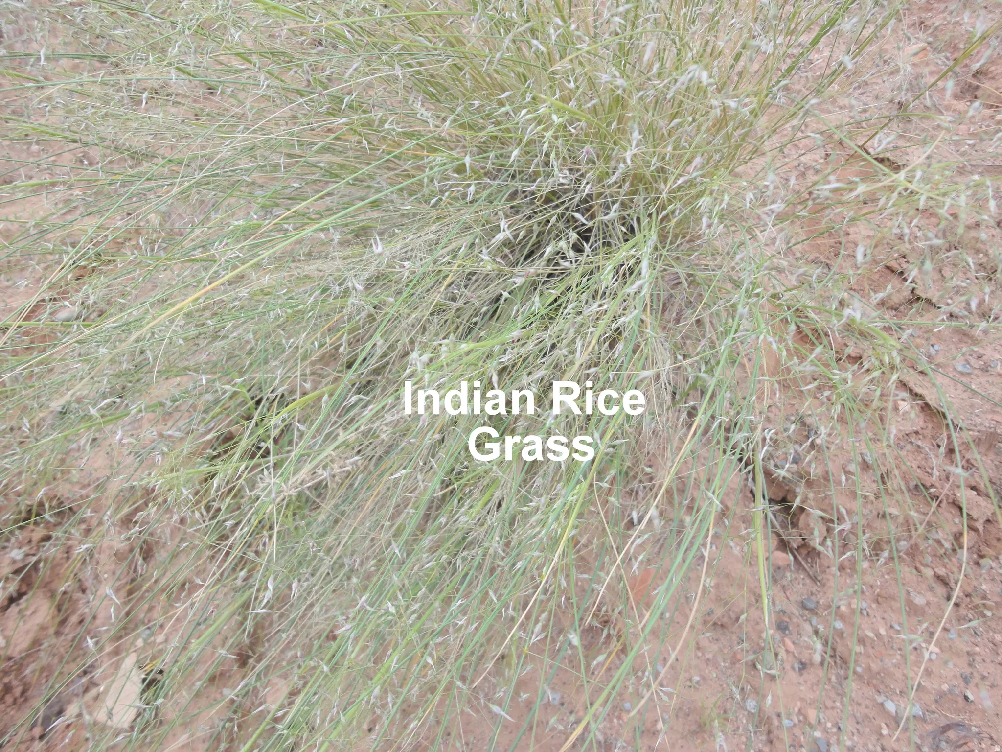 Yes they really ate the seeds as rice on this plant.