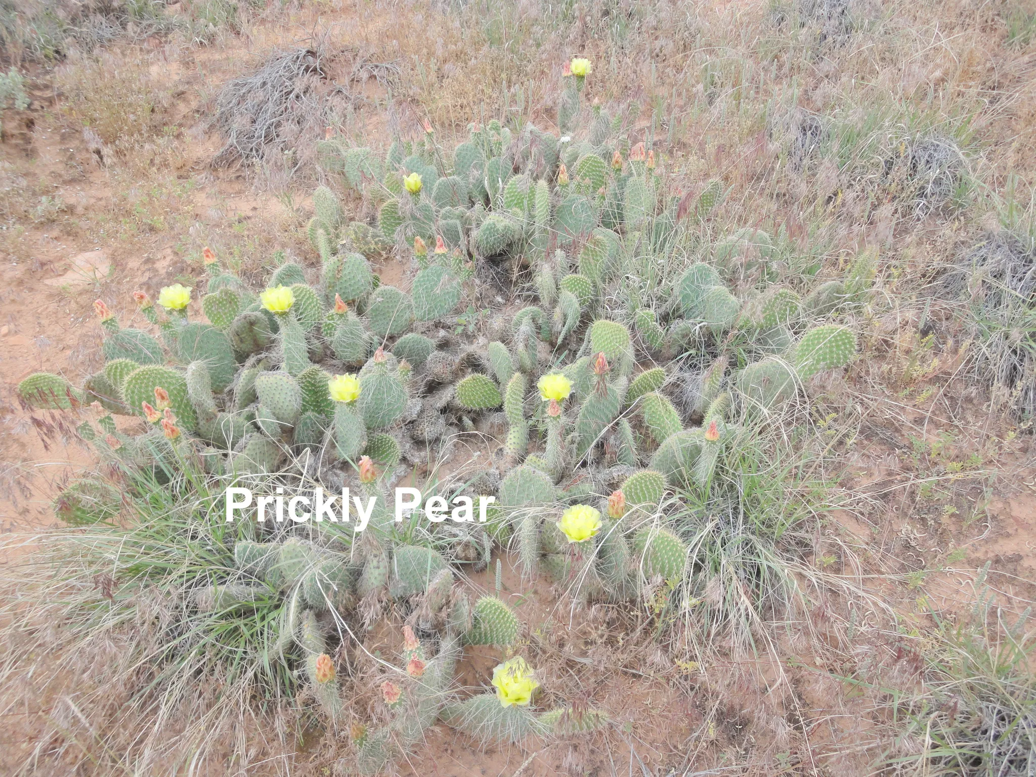 They come in yellow or Pink.