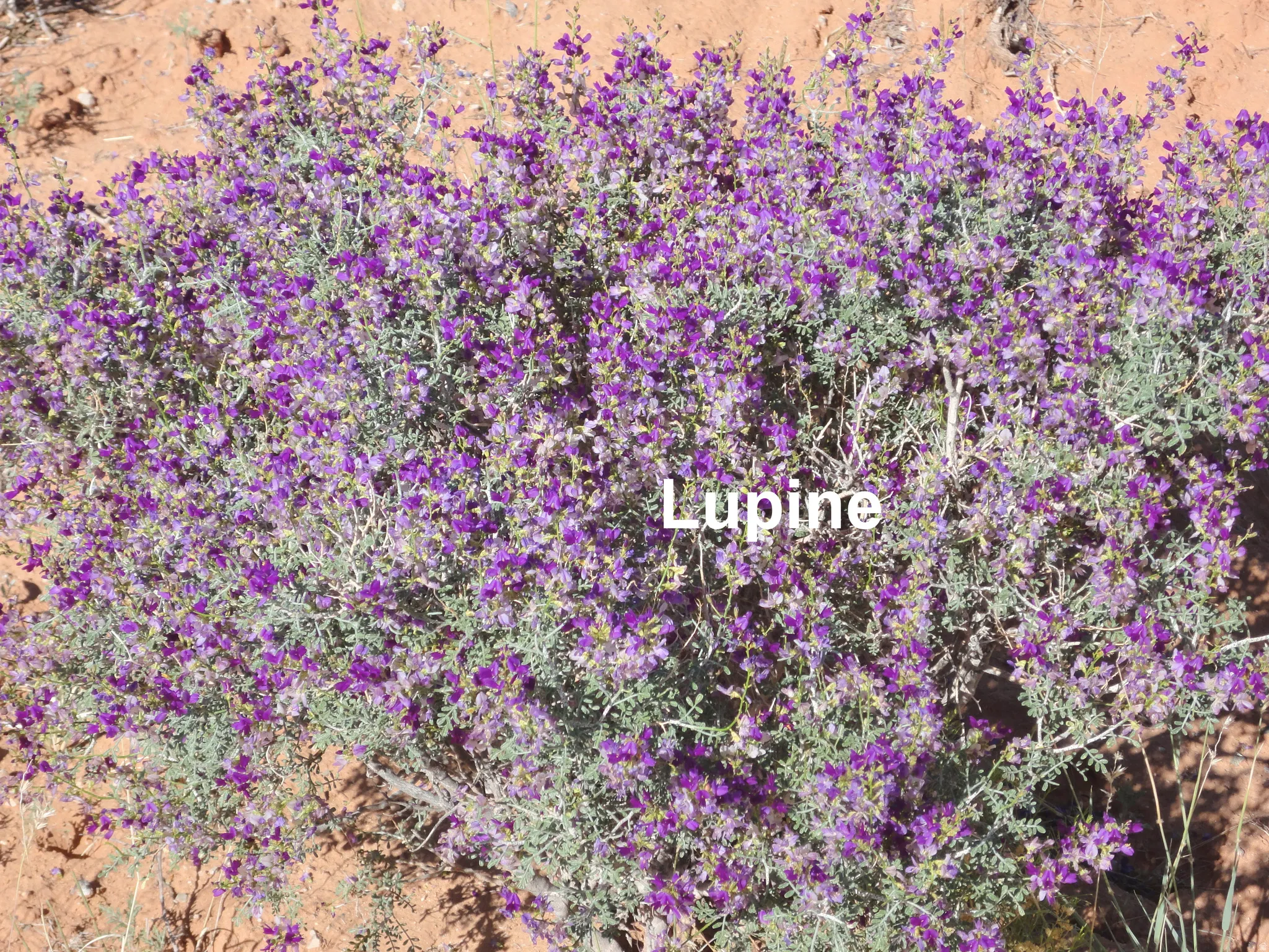 A spring flower.