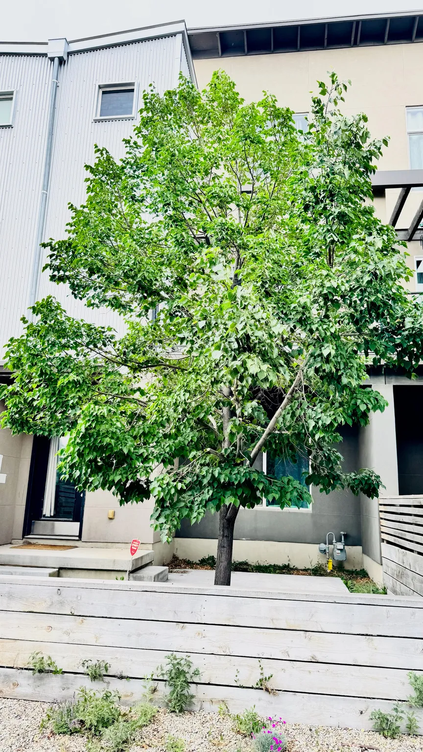 Modern multi-level exterior with a prominent mature tree