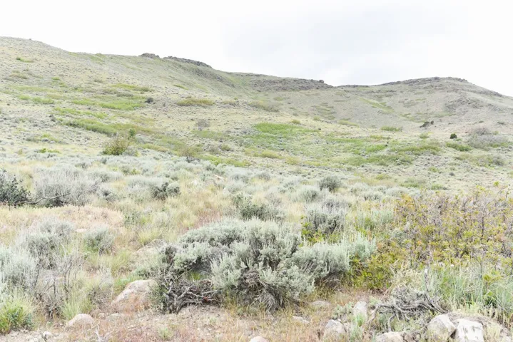 Expansive undeveloped land featuring natural grasses and shrubbery