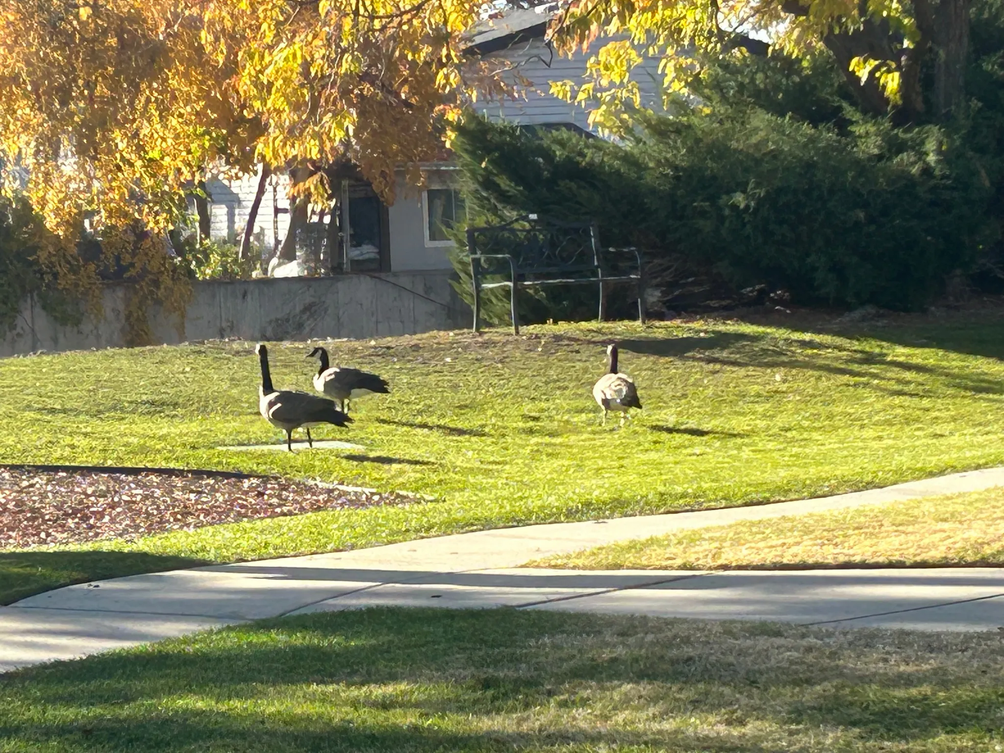 delightful ducks and geese