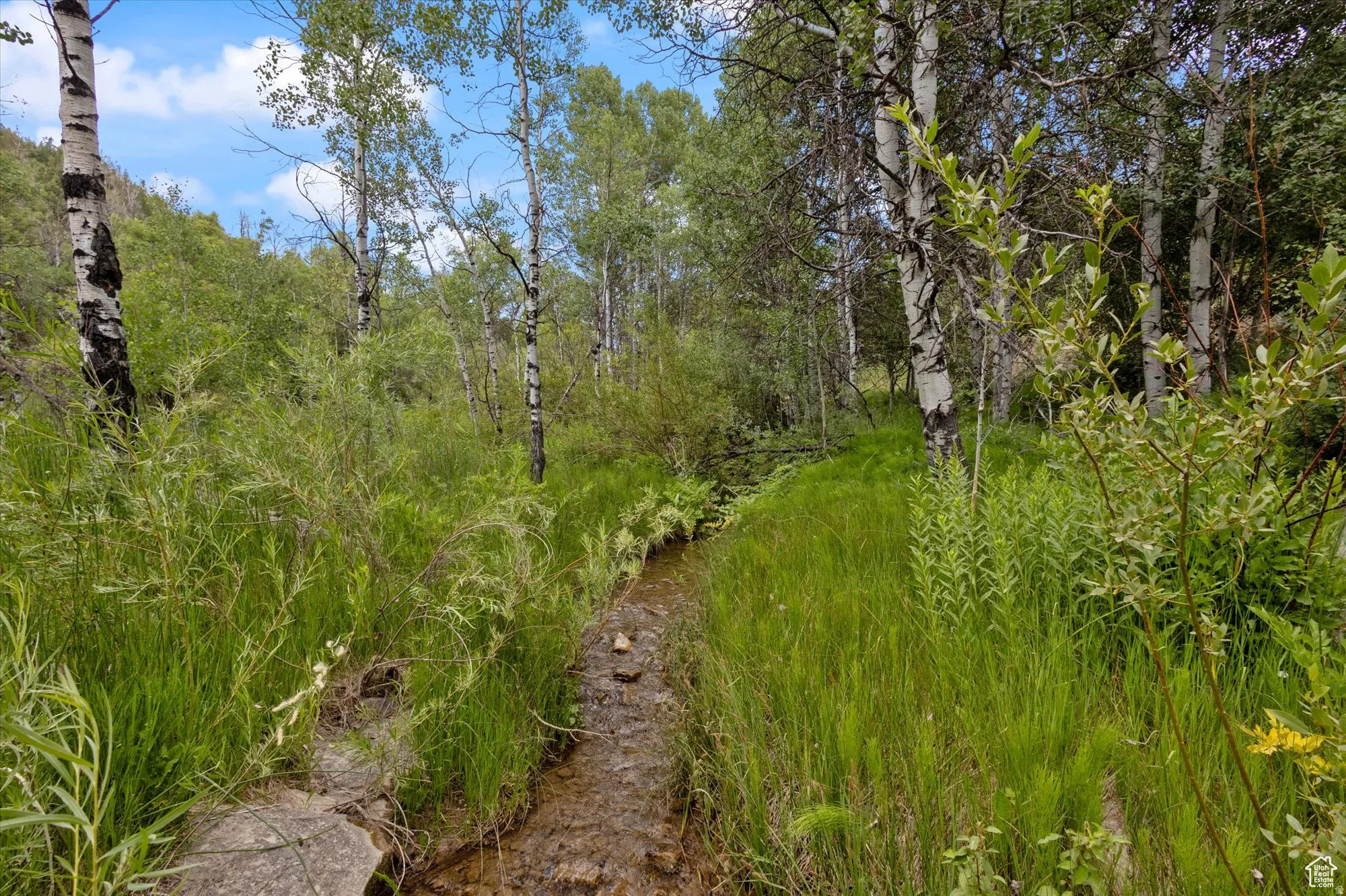 The creek runs across the property along the east side of the deck and cabin.