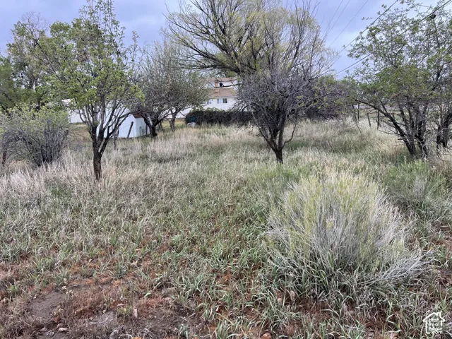 Expansive outdoor area featuring natural vegetation and mature trees