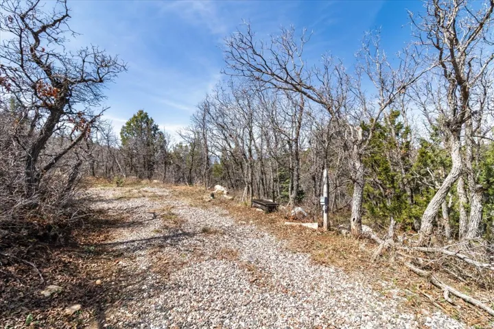 Gravel pathway surrounded by mature deciduous and evergreen trees under a clear sky