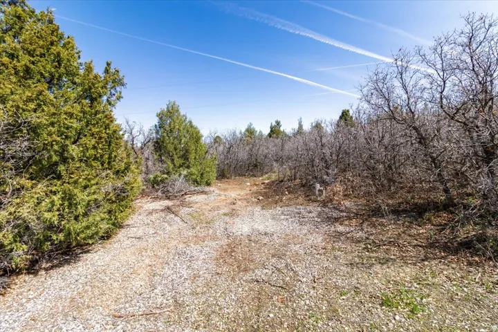 Natural landscape featuring a gravel path and diverse foliage