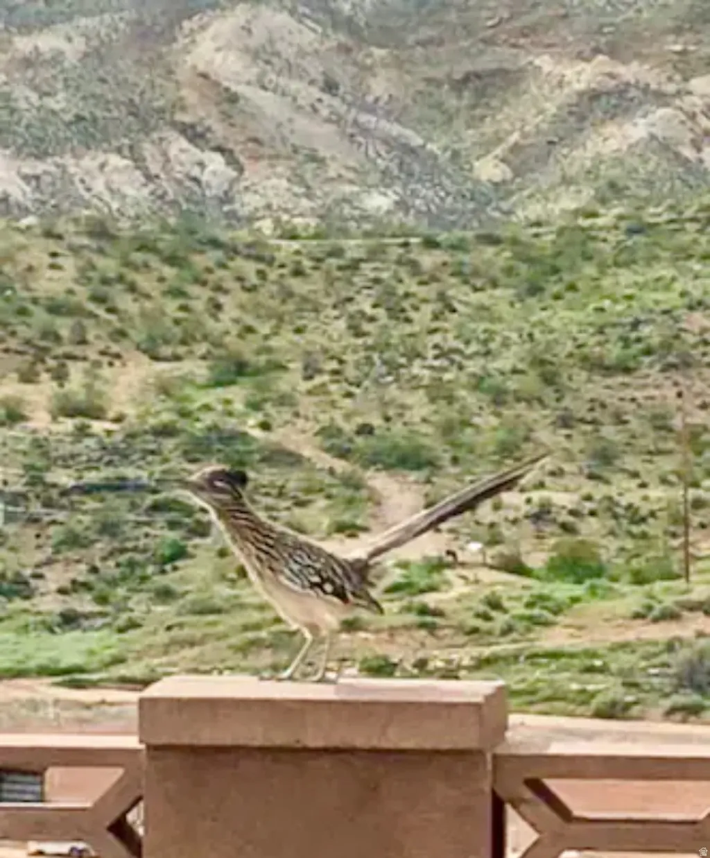 Morning coffee is the time to watch out for our Roadrunner—he loves to scurry along the back wall. (And who knows, he might be chased by Wile E Coyote and his ACME gadgets).