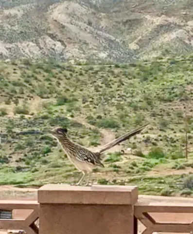 Morning coffee is the time to watch out for our Roadrunner—he loves to scurry along the back wall. (And who knows, he might be chased by Wile E Coyote and his ACME gadgets).