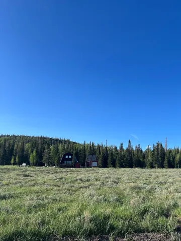 Expansive grassy field with a backdrop of mature evergreen trees