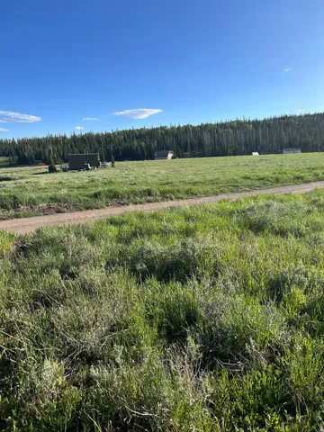 Expansive green field with natural ground cover, bordered by mature evergreen trees