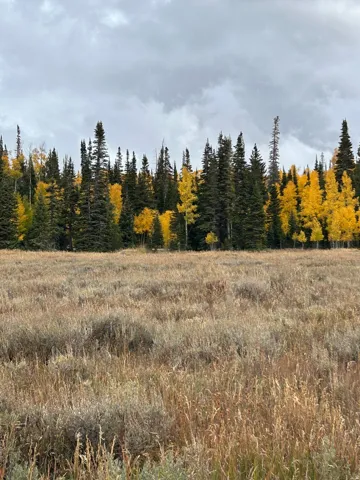 Expansive open field with natural vegetation, bordered by a dense forest of evergreen and deciduous trees