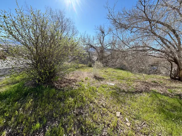 Sloping terrain featuring established trees and emerging green foliage