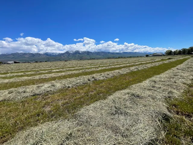 Expansive agricultural field with cut hay rows and green ground cover
