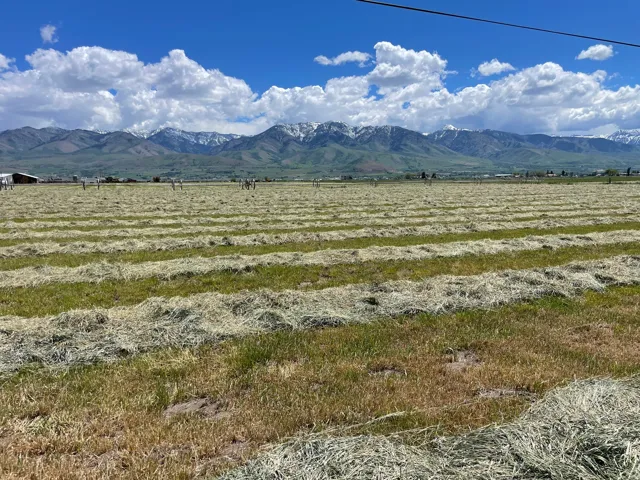 Expansive agricultural land featuring cut hay rows and a mountain backdrop