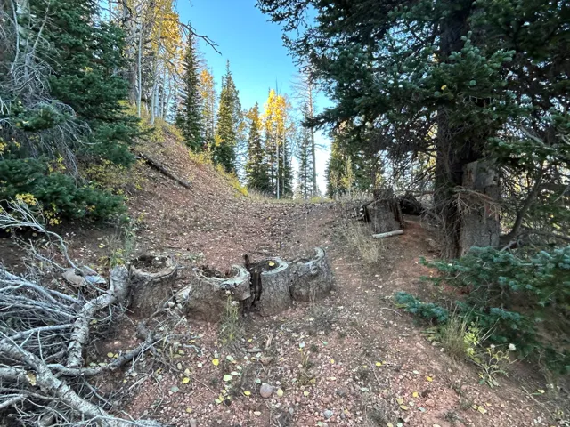 Wooded hillside property featuring a natural ground cover, mature evergreen trees, and partial deciduous tree coverage